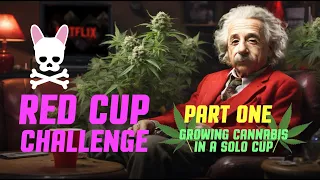 Red Solo Cup Challenge Part 1 of 2 - Growing Weed in a Party Cup