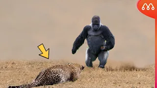 WHEN THE LEOPARD ATTACKS THE GORILLA