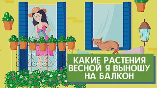 Май раскрасил мир зеленым, белым, розовым, веселым! Обзор растений на стареньком балконе