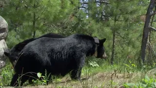 Intimate Black Bear Mating Scene | BBC Earth