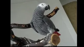 African Grey Talking And Doing Sound Effects