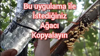 HAVADA SULU KÖKLENDİRME %💯 ETKİLİ.