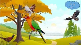Птахи України   мультики українською мовою