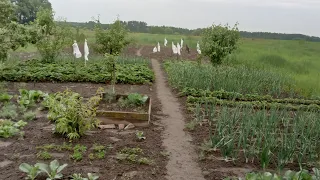 Вітання з Житомирщини . Шпаки атакують, знову дощ.