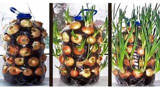 How to Grow Limitless Onions in plastic bottle !