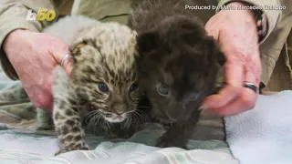 These Adorable And Critically Endangered Leopards Were Born At A Connecticut Zoo