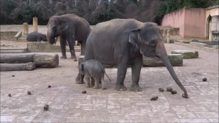 Wenige Tage altes Elefantenbaby ganz nah bei Mama