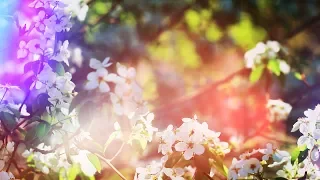 Blooming days of spring. Blooming spring | footages beautiful nature [Full HD]