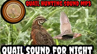 QUAILHUNTINGSOUNDMP3//QUAIL SOUND FOR NIGHT //@Sawalhunting-sn9vs