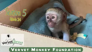 Baby monkey needs our help, scared and alone. Nothing better than adoptive monkey mother hugs