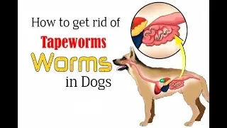 How to Get Rid of Tapeworms in Humans: | dog tapeworm treatment home remedy