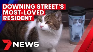 London's most popular resident; Larry the Cat laps up the spotlight at 10 Downing Street | 7NEWS