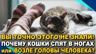 Думаете, Вы знаете, Почему Кошки Спят в Ногах или Возле Головы Человека? А вот и Нет! ¤ НЕОБЫЧАЙНОЕ