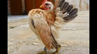 La Raza de Gallos mas Extraña del Mundo / Los Videos mas Raros del Mundo 225