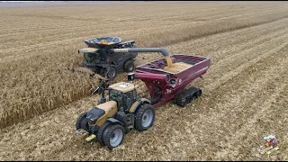 Fendt Ideal  Combine Harvesting Corn near Rankin Illinois