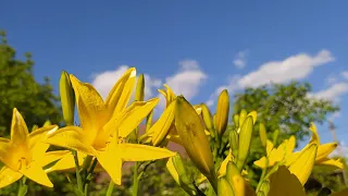 🍅Зняла парники з помідор||Полуниця достигає🍓||Декорування люків||Троянди цвітуть