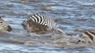 Crocodiles taking out a zebra herd