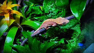 "Gecko Forest" | Bioactive Terrarium for Crested Gecko | STEP BY STEP