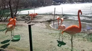 фламинго - выгул молодняка и гадкий фламингёныш