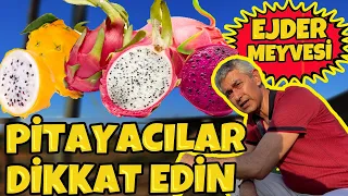 EJDER MEYVESİ YETİŞTİRMEK İSTEYENLER,  PÜF NOKTALARA DİKKAT !!!