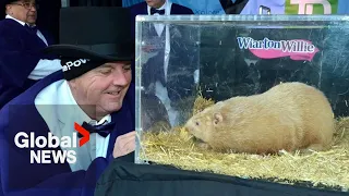 Groundhog Day 2024: Wiarton Willie predicts early spring for Canada