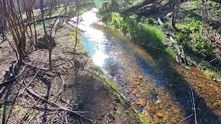 Small stream rainbow trout fishing