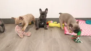 Blue-Diamond-Ava-French-Bulldog-Litter