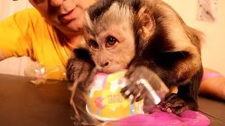 Capuchin Monkey Girl LOVES Pink Slime!