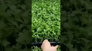 Coriander Seedlings Are Ready For Spring Planting #satisfying #short#trending