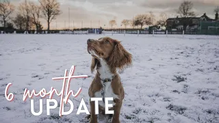 6 MONTH PUPPY UPDATE || How it's going, what NOT to buy, things you should know... || Cocker spaniel