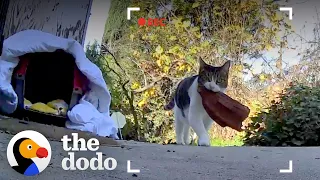 Cat Keeps Stealing Things From The Neighbors | The Dodo Cat Crazy