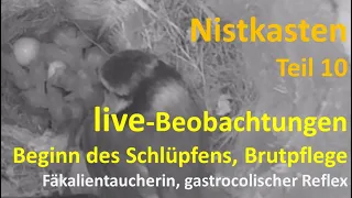 Nistkasten – live Beobachtungen; Schlüpfen – Brutpflege – Fäkalientaucherin – gastrocolischer Reflex