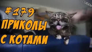 Приколы с Котами ДО СЛЁЗ - Смешные коты и кошки 2018 РЖАЛ ПОЛ ЧАСА