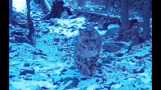 Снежного барса засняли вблизи нацпарка «Алтын-Эмель»