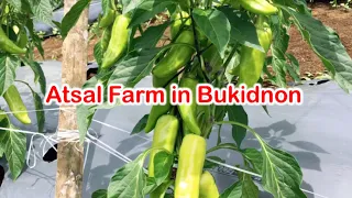 Tour sa aking Atsal Farm - Sweet Pepper|smooth cayyene variety #bukidnon #farmtour