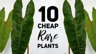 10 Cheap(ish) Rare Houseplants!