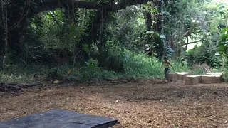 Jumanji spin kick stunt