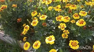 Цветочное королевство нашего дома💐🌻🌼