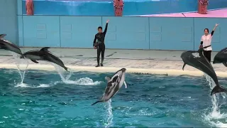 横浜・八景島シーパラダイス イルカショー ※2023.06.11 / Dolphin show at yokohama