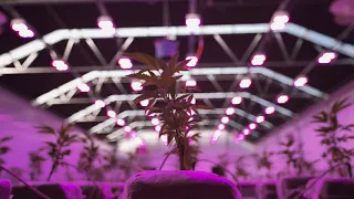 Montevideo Farms Grows High Quality Cannabis - How we do it in Uruguay - WeGrower Alliance