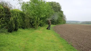 Cocker Spaniel in Training