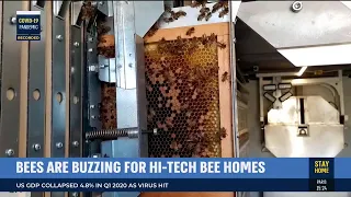 Israel's Robot-Controlled Beehive: Keeping Queen Bees and Colonies Alive