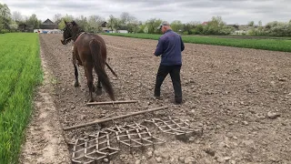 Коні в селі це рідкість! Розбиваємо грудки по картоплі коником з борінками