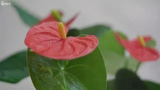 Anthurium  Plant Care & Growing Guide