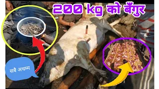 Nepali Village life/ 200 kg pork Cutting and cooking/pig cutting/ pork curry