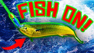 Do this NOW! How to Catch fish off Key Largo | Islamorada {catch and cook}