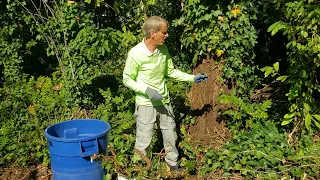 How to pull and remove invasive English Ivy from the ground.