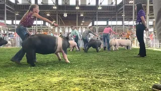 2022 MSF Junior Swine Showmanship