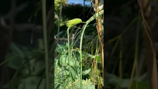 Diese Pflanze lockt den Schwalbenschwanz in euren Garten | Schmetterlinge fördern