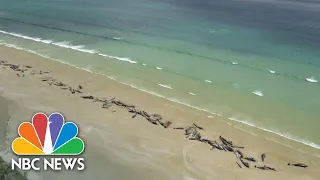 Dozens Of Stranded Pilot Whales Die On Beach In New Zealand | NBC News